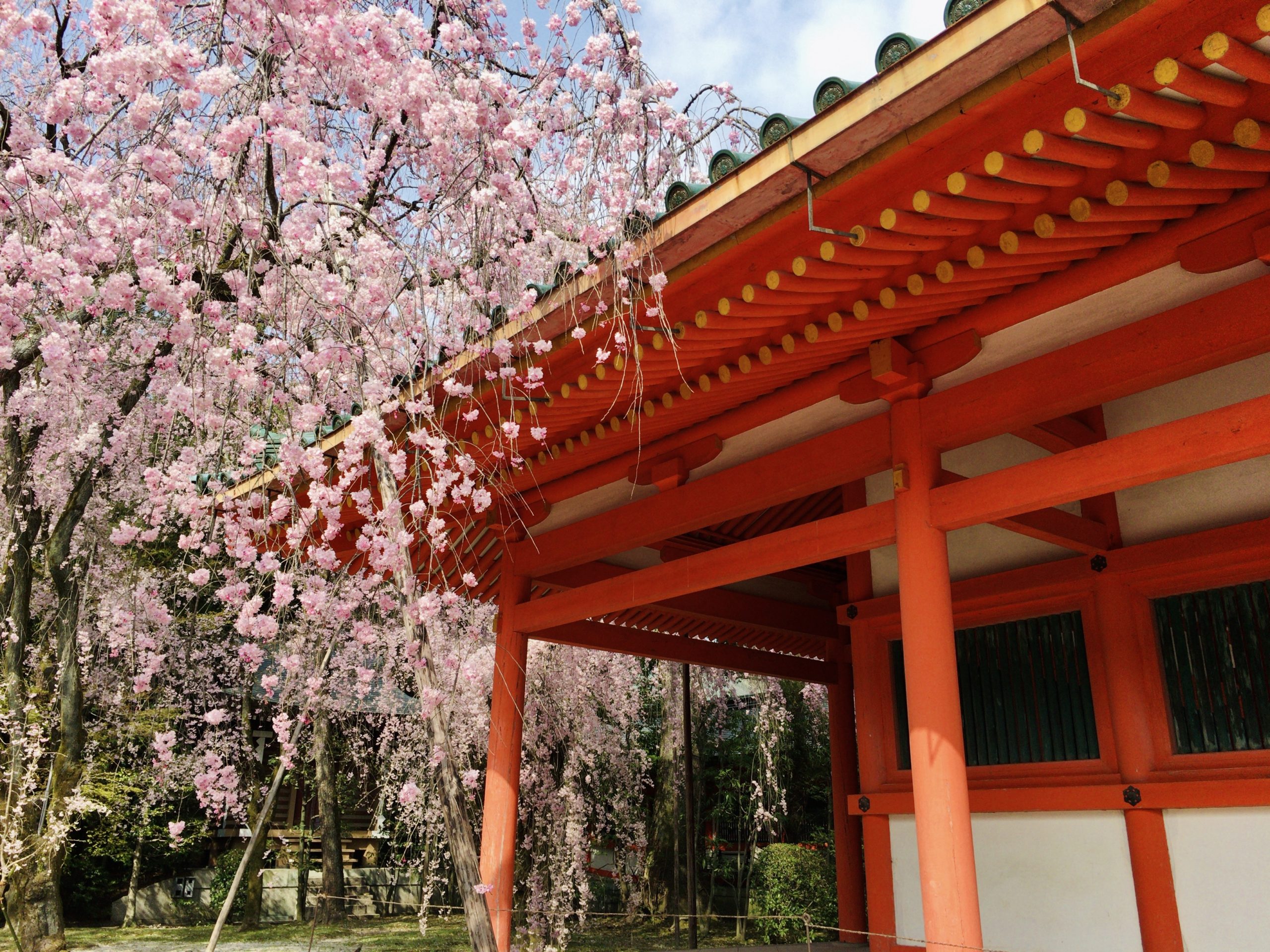 京都のお花見旅行、桜の名所巡り＆椿のお寺をまとめてみました！