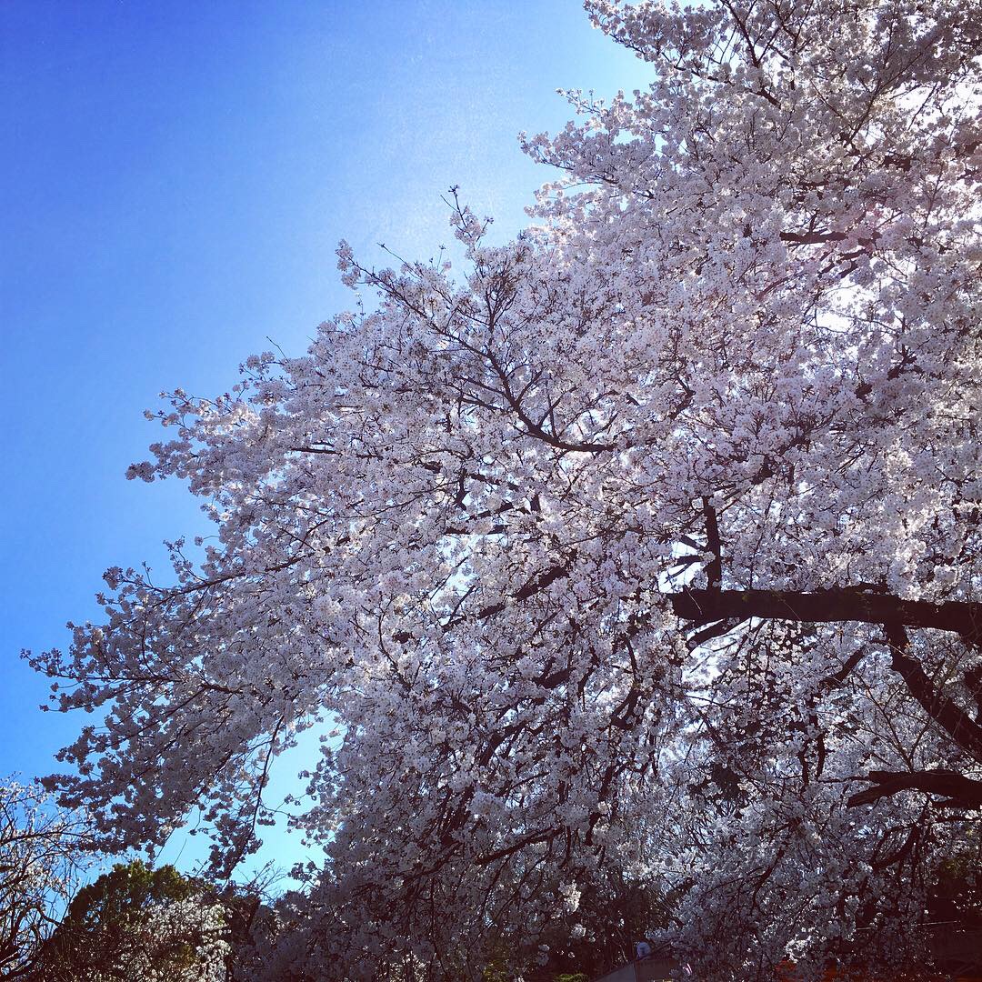 新宿御苑の桜と、お花見前後に近くでランチ・お茶したいお店